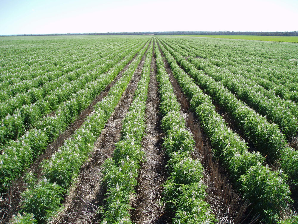 ChickPeas Field ChickPeas Field