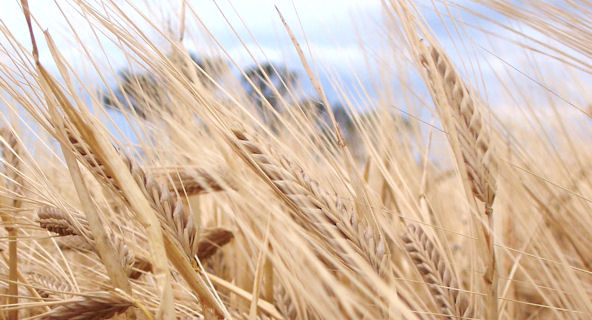 AAAC - Grain Marketing