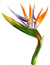 Perth Florist