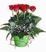 ARRANGEMENT OF SHORT STEMMED ROSES