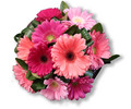 Gerbera Posy