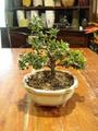 Small Bonsai