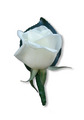 White Rose Buttonhole