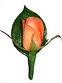 Orange Rose Buttonhole