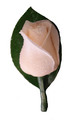 Cream Buttonhole