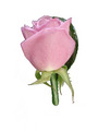 Pink Rose Buttonhole