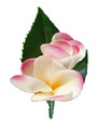 Pink Silk Frangipani Buttonhole