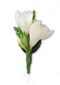 White Freesia Buttonhole