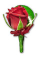 Red Rose Buttonhole with Red Ribbon