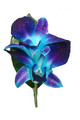 Blue Galaxy Orchid Buttonhole