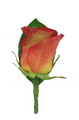 Leonidas Rose Buttonhole