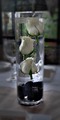 White Suspended roses