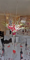 Red and White Orchids in Tall Vase