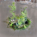 Orchids in vase