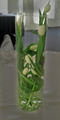 Swirled Tulips