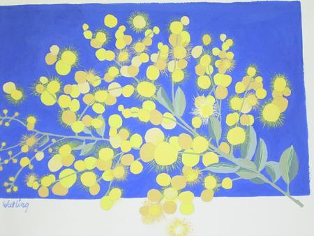 Spring Wattle