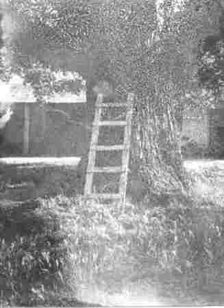Ladder and Tree