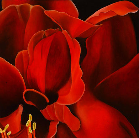 Amaryllis