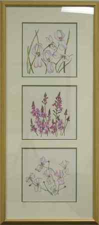 Stylidium