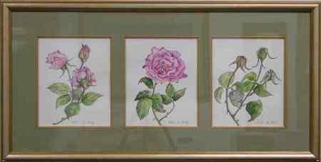 Life of a Rose