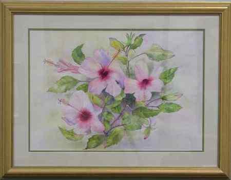 Hibiscus
