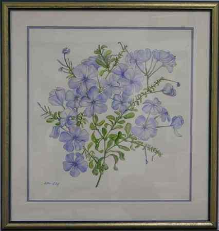 Plumbago