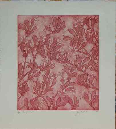 Kangaroo Paws