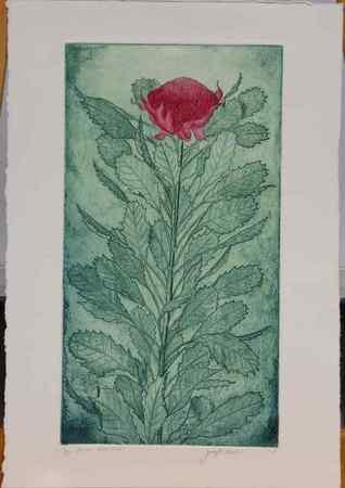NSW Waratah