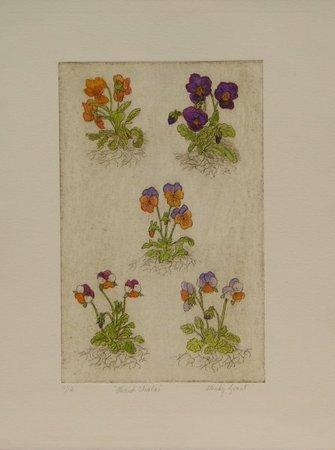 Mixed Violets