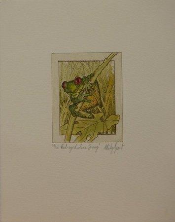 Red-eyed Tree Frog