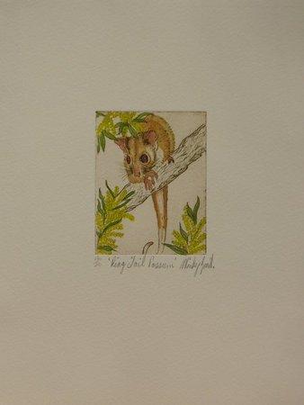 Ring Tail Possum