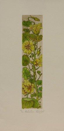 Nasturtium