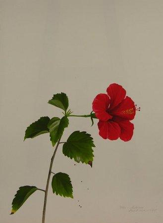 Hibiscus
