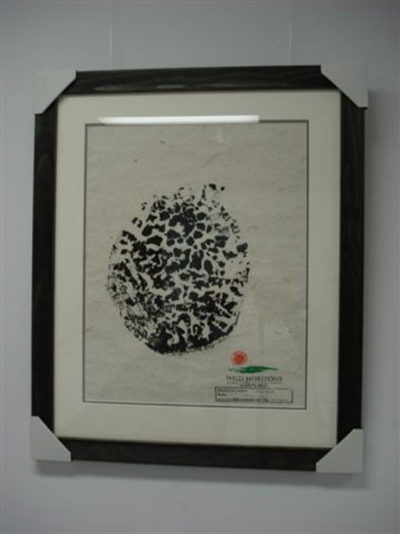 Signature-Elephants Foot Print