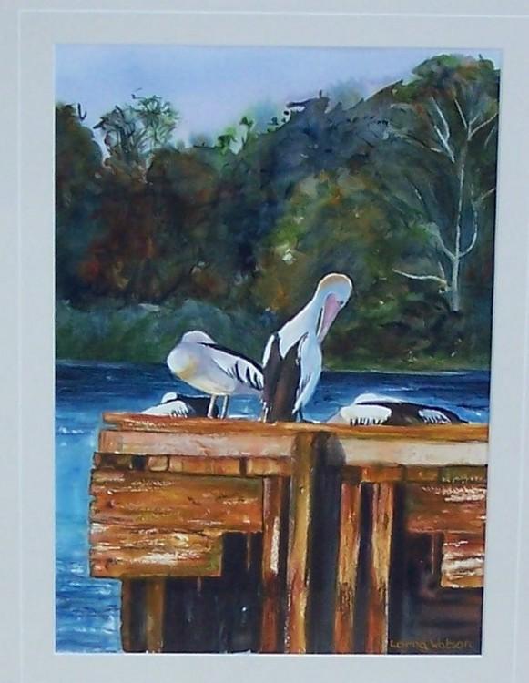 Pelicans - South Perth