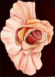 Julia`s Rose