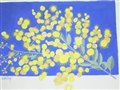 Spring Wattle