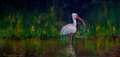 SACRED IBIS