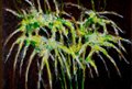 SPIDER LILIES