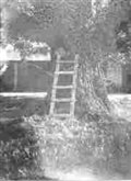 Ladder and Tree