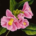 Pink Camellias