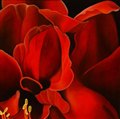Amaryllis