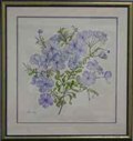 Plumbago