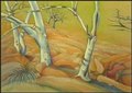 River gums at Mt Augustus