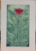 NSW Waratah