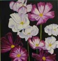 Poppies