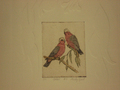 Galah