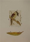 Kookaburra and Gecko