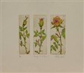 australian animals and flora