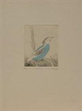 Wren